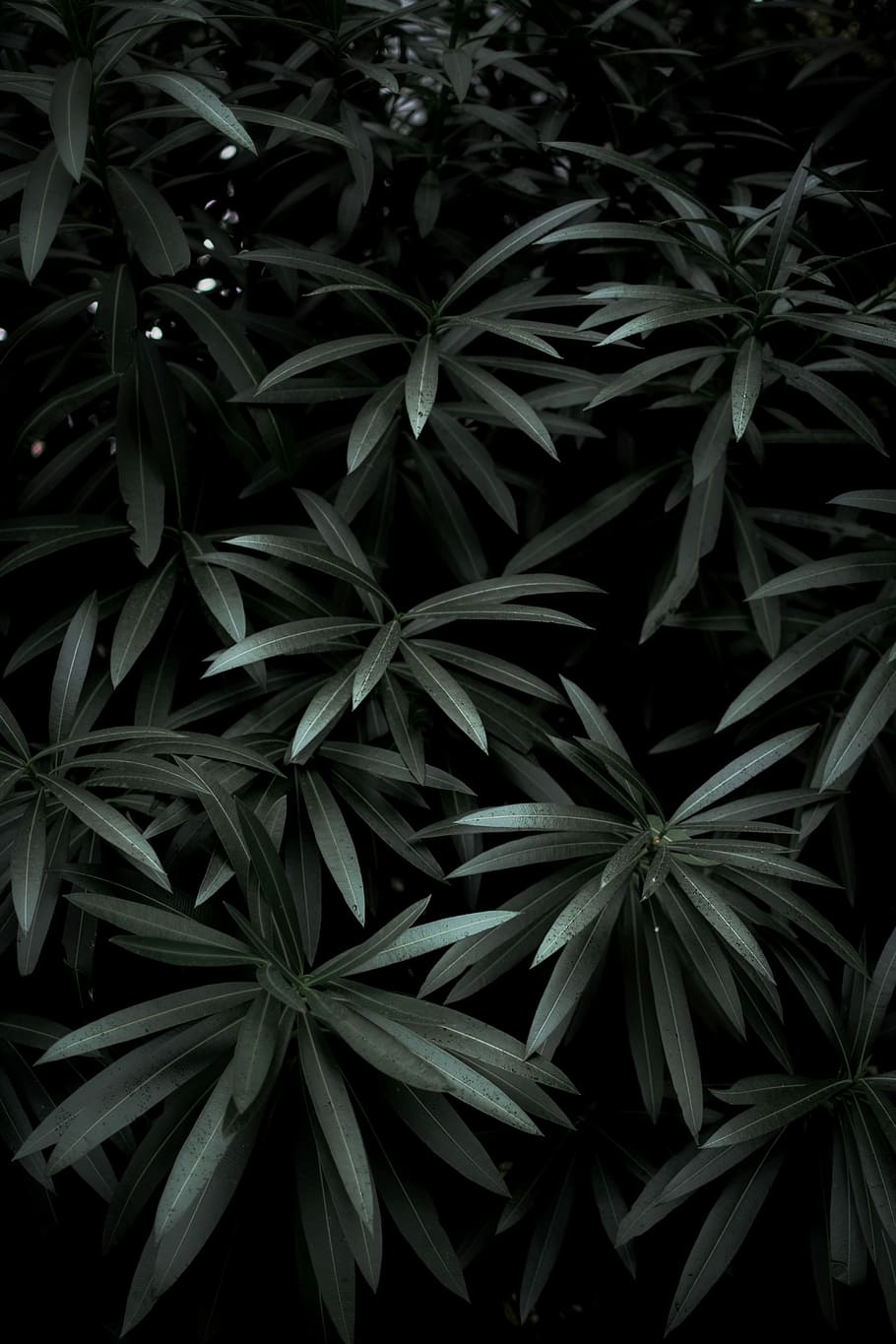 close-up photo of green leaf plants, green leafed tree, garden HD wallpaper