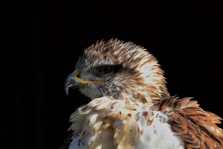 ferruginous hawk, carnivore, predator, bird, wildlife, beak HD wallpaper