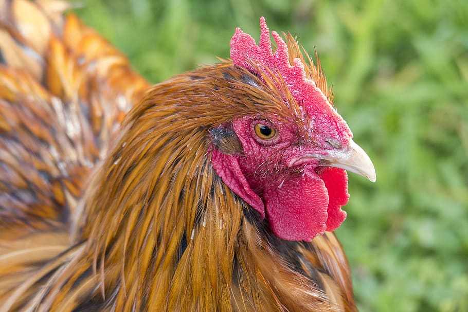 Hahn, Orpington, Comb, Bill, Bird, hahnenkam, livestock, spring HD wallpaper