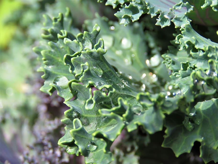 kale, flora, leaf, nature, growth, food, vegetable, freshness HD wallpaper