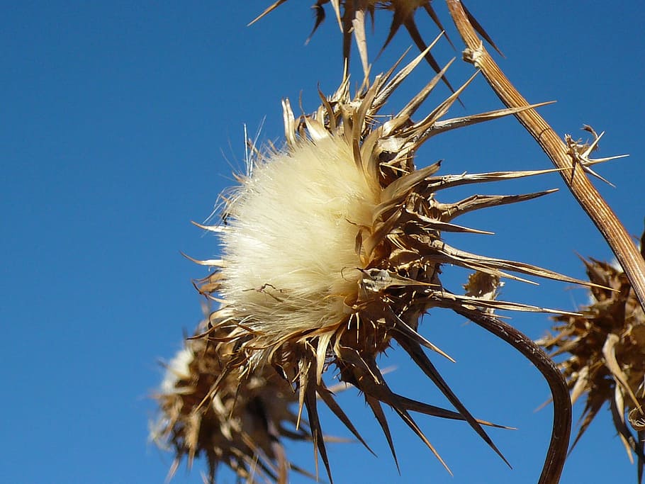 Thistle, Flower, Dry, Daba, Sun, Desert, withered, drought HD wallpaper