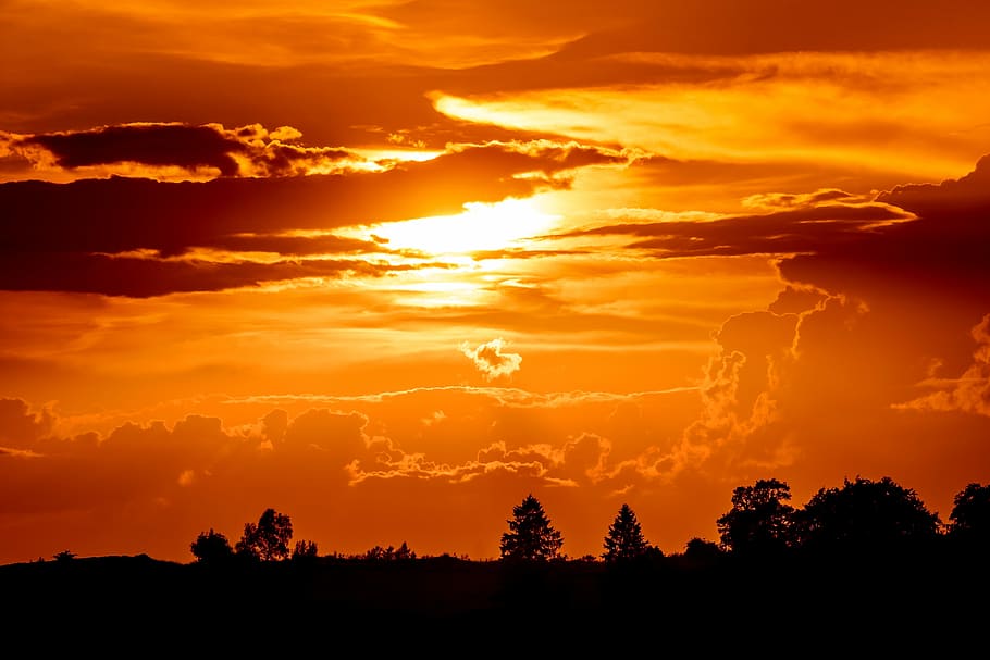 silhouette of trees during golden hour, sunset, setting sun HD wallpaper