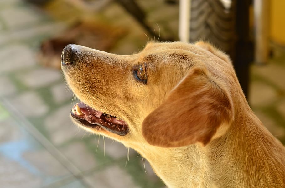 Blond, Tuned, Dog, one animal, pets, animal themes, domestic animals HD wallpaper