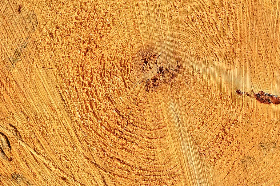 log, tribe, tree, wood, thicker stem, grain, like, lumber, annual rings HD wallpaper