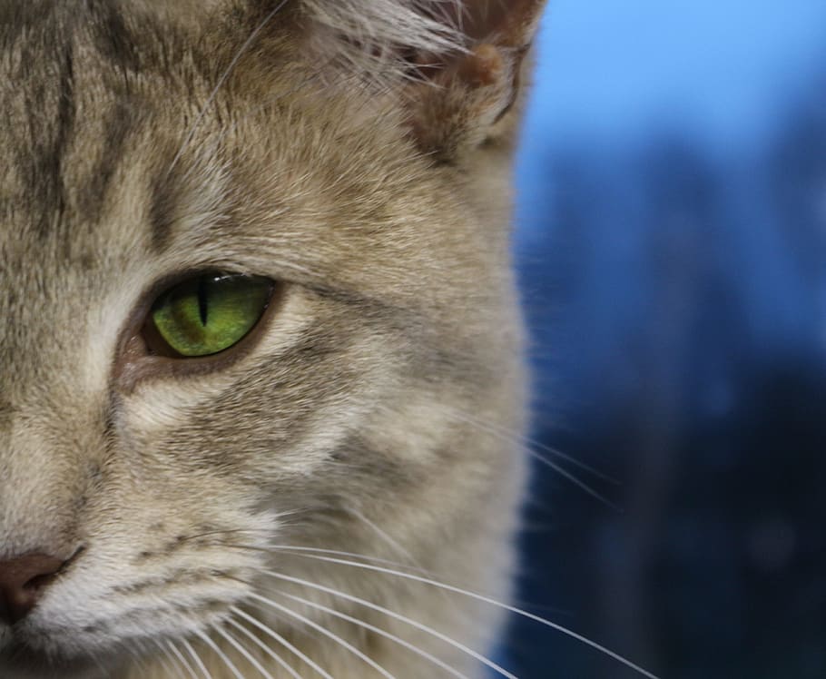 Cat, Cat, Cat'S Eye, Mackerel, Face, cat face, kitten, tiger cat HD wallpaper