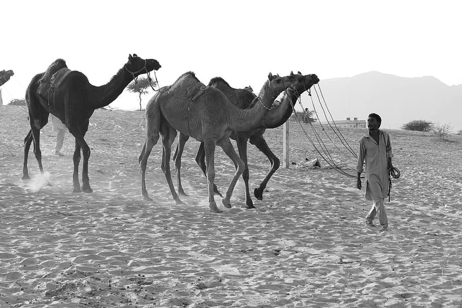 Grayscale Photography of Man Luring Camels, adult, animal, Arabian camel