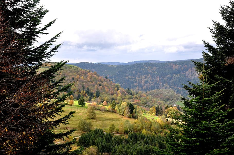 fall, vosges, nature, mountains, france, tree, plant, scenics - nature HD wallpaper