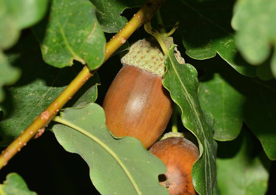 nature, fruit, acorn, tree, macro, leaf, plant part, food, food and drink HD wallpaper