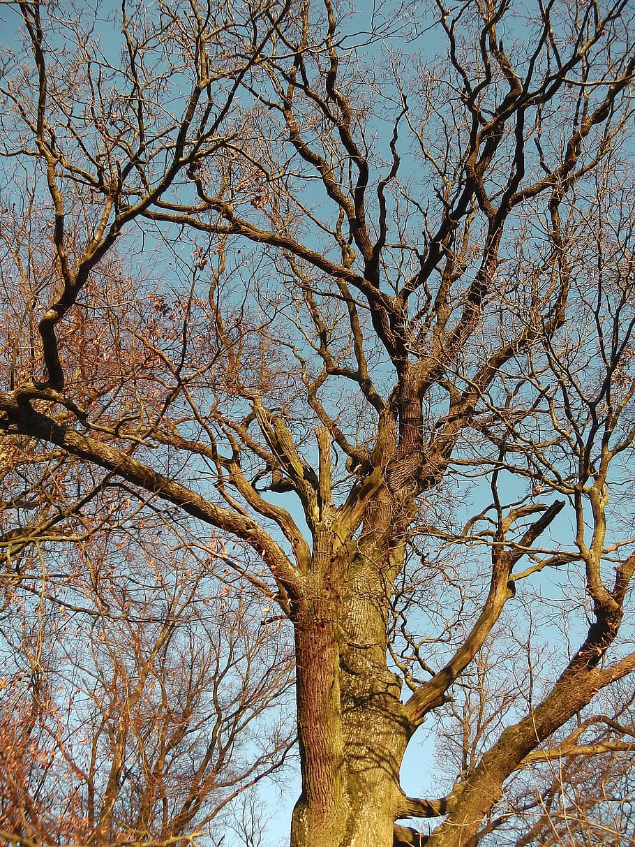 Tree, Wood, Log, Nature, Tribe, bare tree, branch, tree trunk HD wallpaper