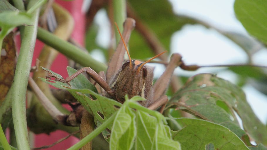 cricket, nature, grasshopper, leaf, plant part, growth, close-up HD wallpaper