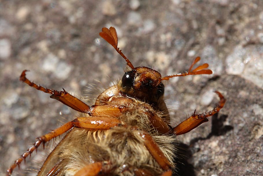 beetle, insect, macro, close, nature, animal, animal world HD wallpaper