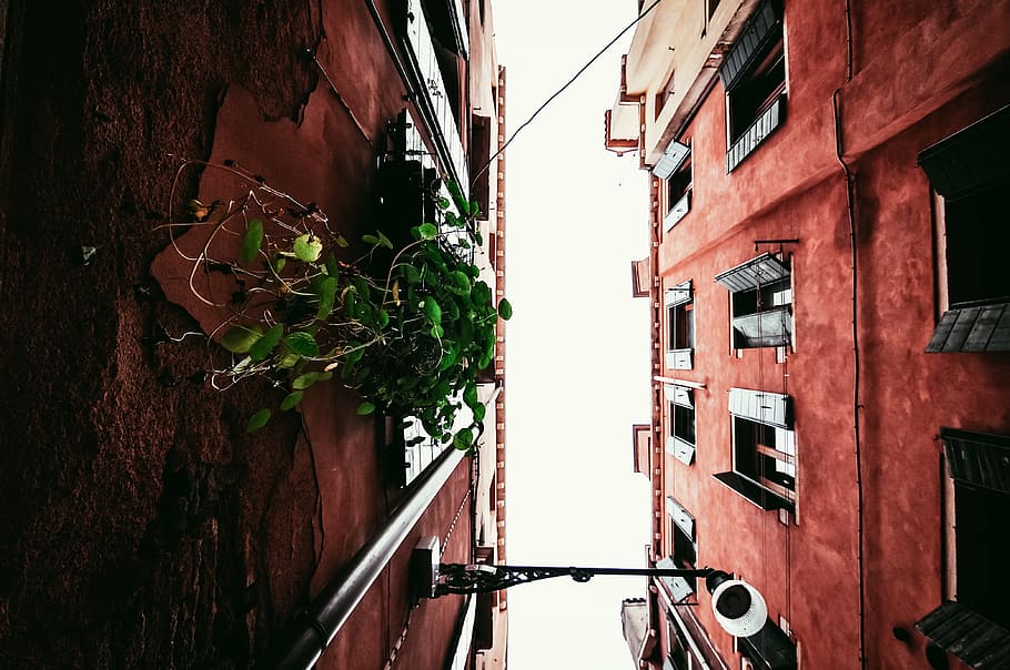low-angle photography of green plant hanging on wall, architecture HD wallpaper