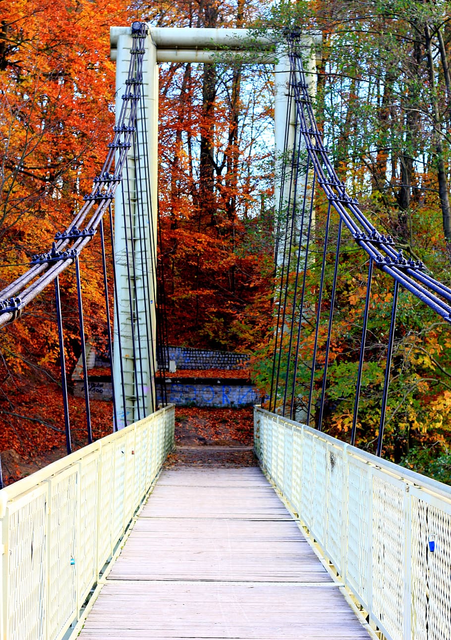 autumn, bridge, bridge cable, the way forward, direction, connection HD wallpaper