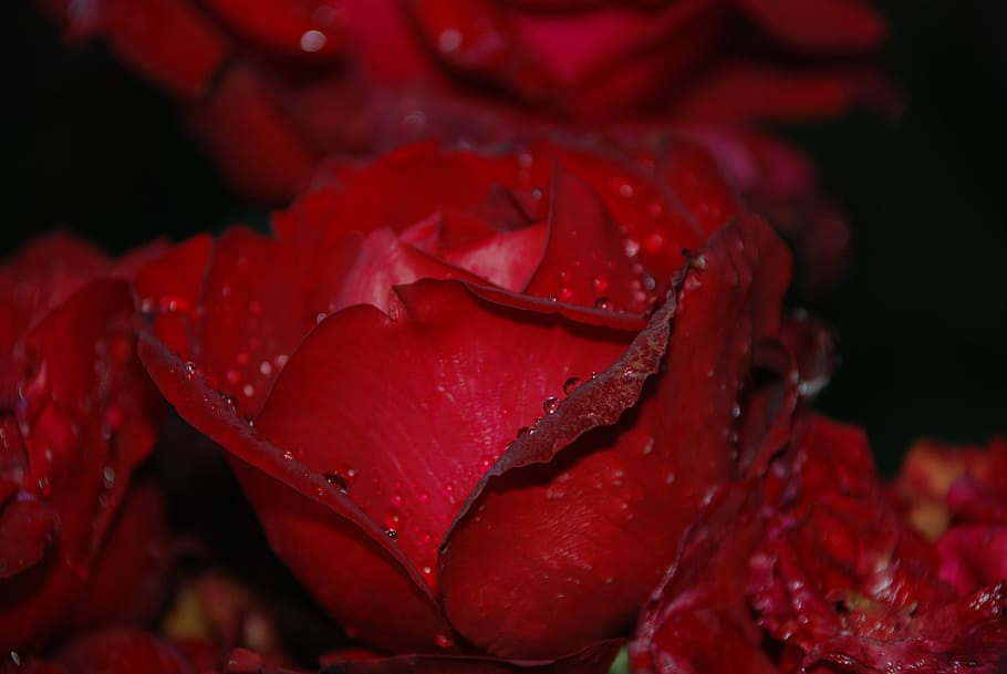 Flower, Pink, Rose, Drops, Plant, Nature, lilac, white, flowers HD wallpaper