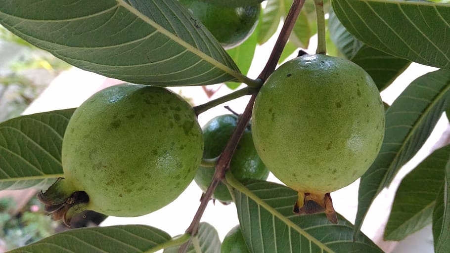 guaba, fruit, green, tree, food and drink, healthy eating, leaf HD wallpaper