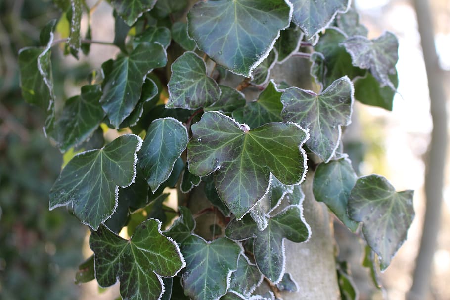 frost, ivy, forest, landscape, trees, cold, winter, icy, nature HD wallpaper