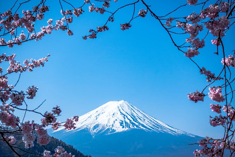 Mt. Fuji, Japan, mountain, sky, blue sky, blossom, framed, spring, HD wallpaper