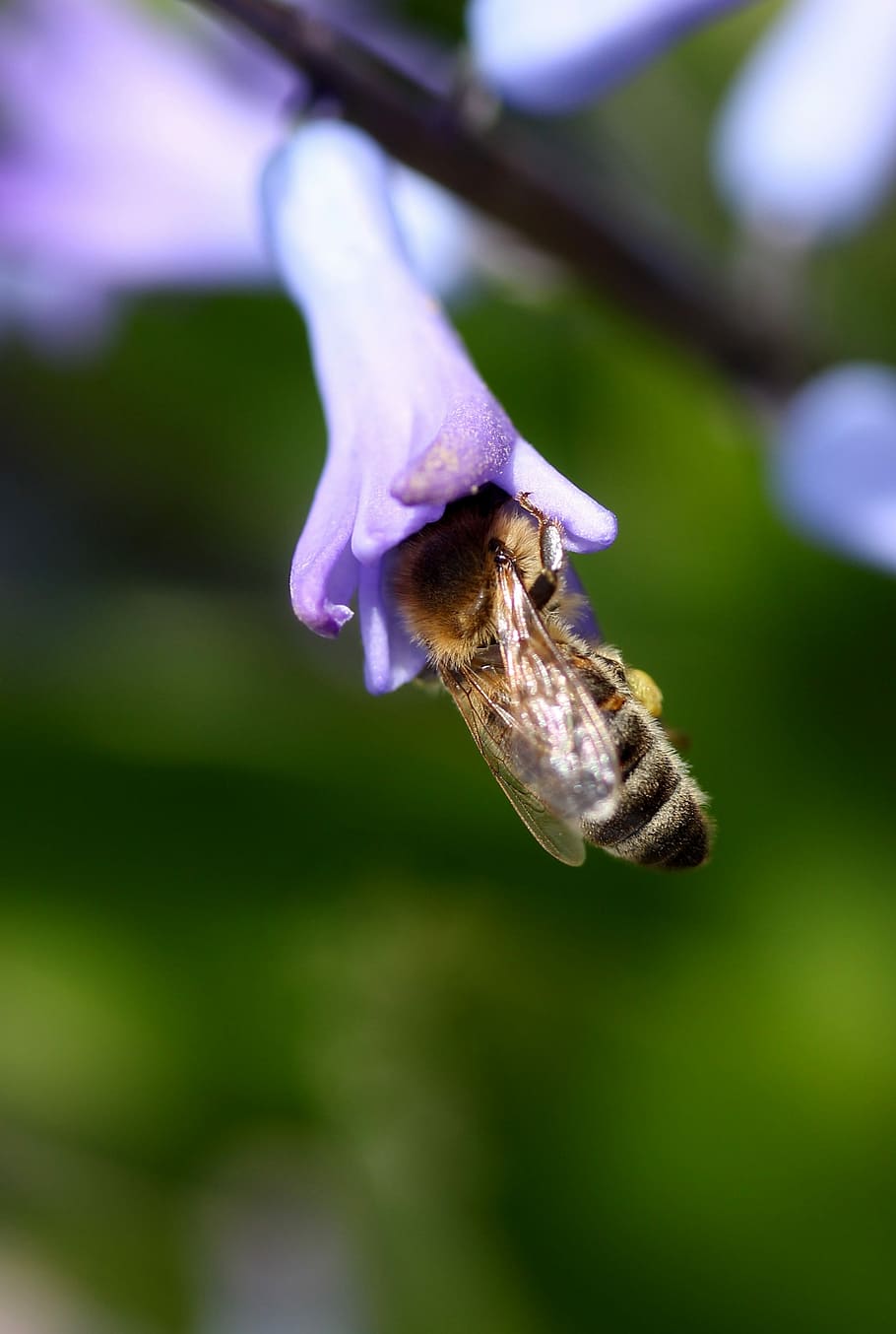 hyacinth, bee, pollination, blue, flower, insecta, petals, spring HD wallpaper