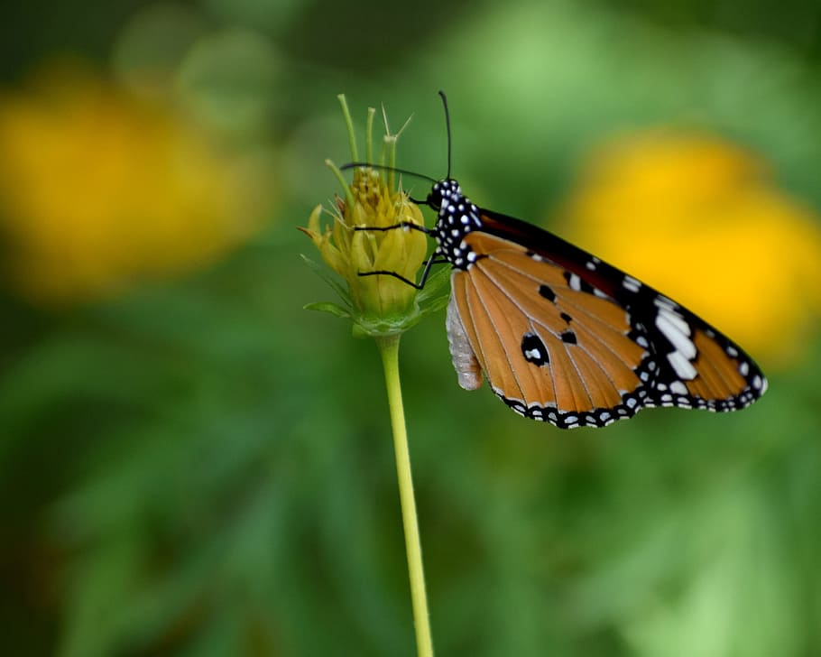 butterfly, flower, spring, nature, green, pattern, insect, plant HD wallpaper