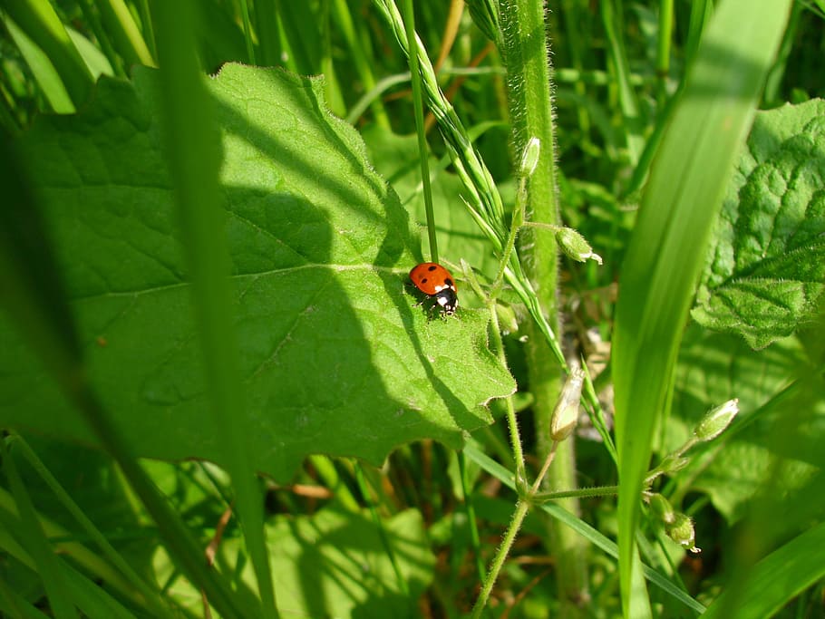 ladybug, beetle, nature, insect, grass green, macro, luck, meadow HD wallpaper