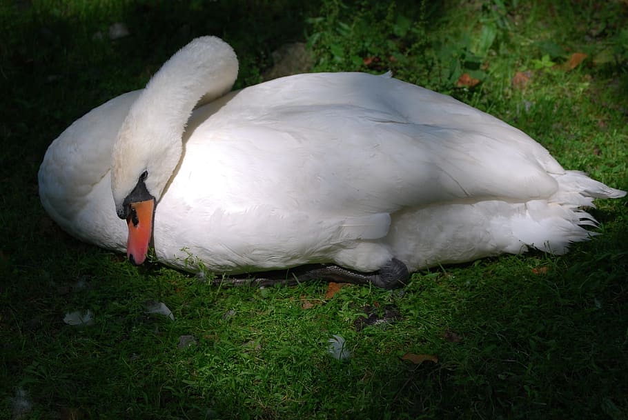 Swan, Rest, Nap, bird, animal, nature, grass, farm, goose, white HD wallpaper