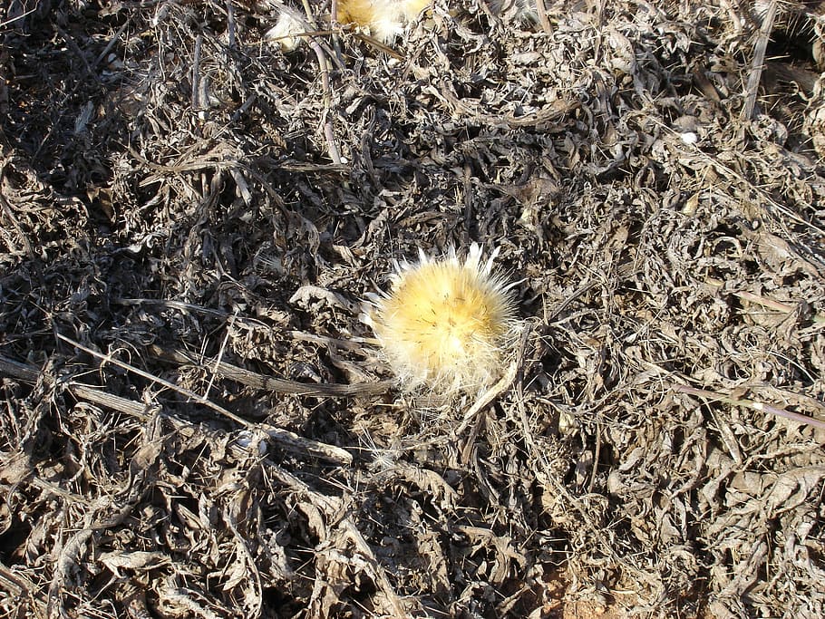thistle, flower, drought, brown, nature, close-up, plant, no people HD wallpaper