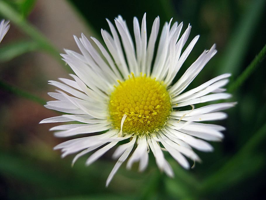 Flower, Nature, summer, fragility, flower head, petal, white color HD wallpaper
