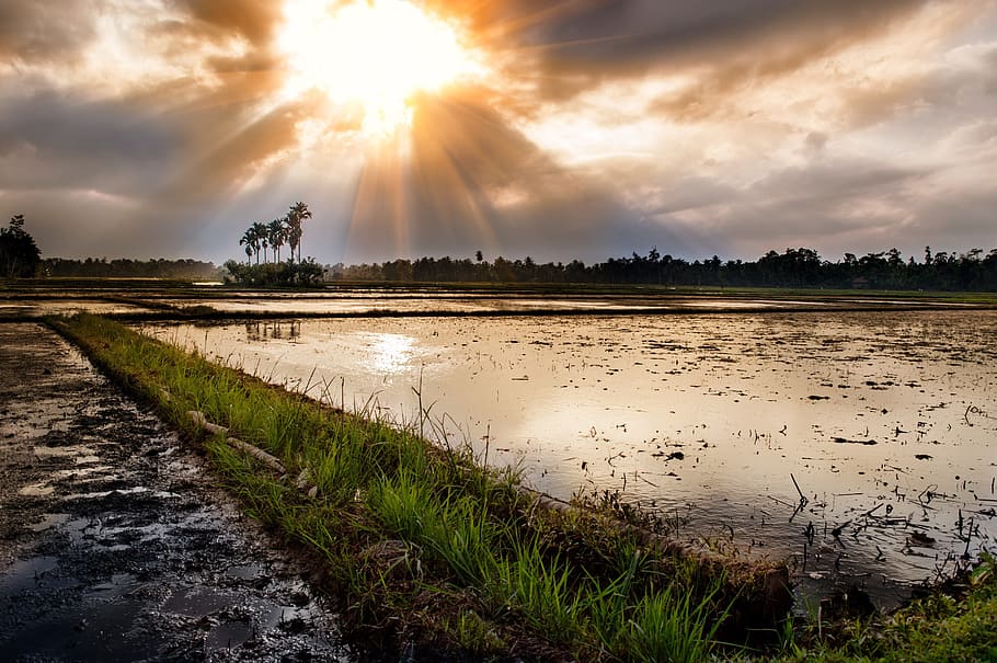 rice field under rays of sun piercing through the clouds, Sunset HD wallpaper