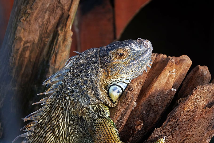 black iguana on wood, nature, tree, trunk, animals, animal themes HD wallpaper