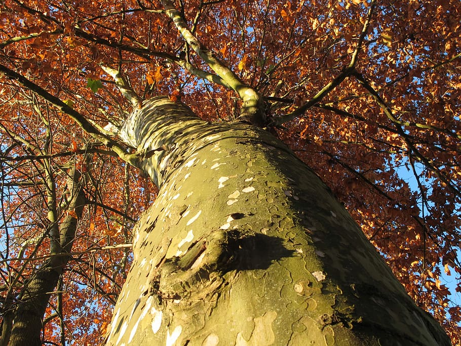 Plane, Tree, Fall, autumn, tree in the fall, leaves in the autumn HD wallpaper