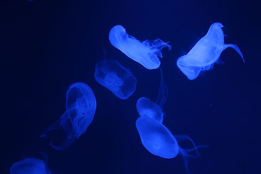 jellyfish, oceanarium, animals in the wild, animal wildlife HD wallpaper