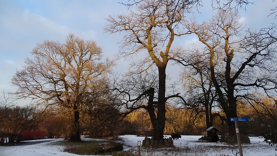 nature, trees, landscape, old trees, winter trees, zoo, seasons HD wallpaper