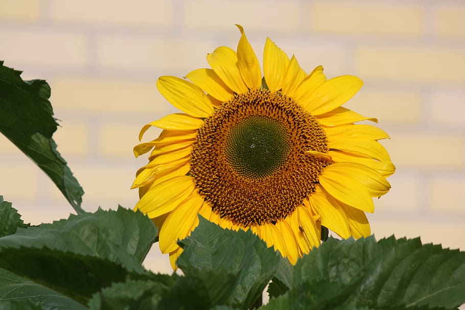 Sunflower, Yellow, growth, petal, plant, nature, fragility HD wallpaper