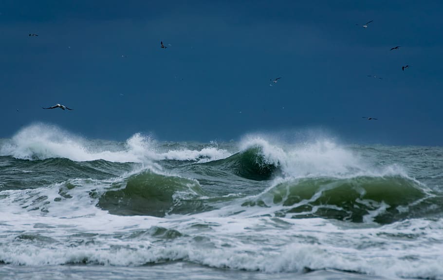 scenery of ocean, birds flying above ocean waves during daytime HD wallpaper