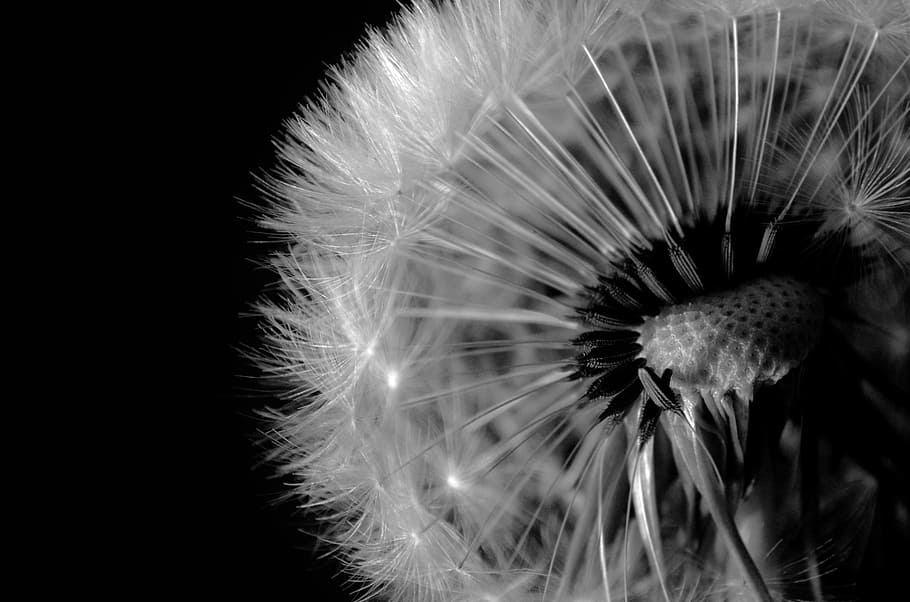 selective focus photography of withered dandelion, black, seed