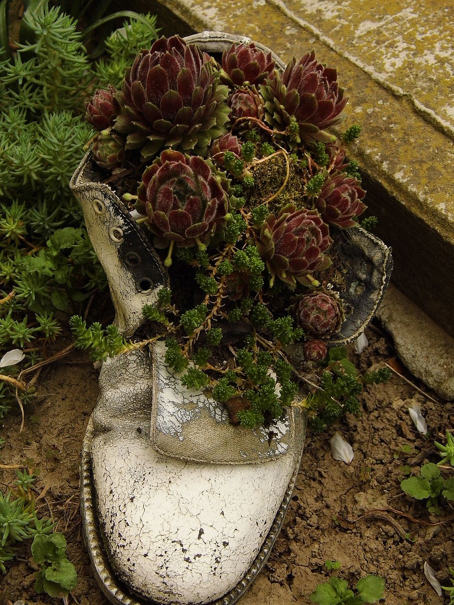 sukulent, plant, high angle view, no people, growth, nature HD wallpaper