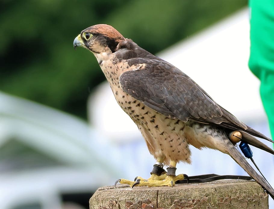 Lanner Falcon, Bird, predator, raptor, prey, feather, hawk, HD wallpaper