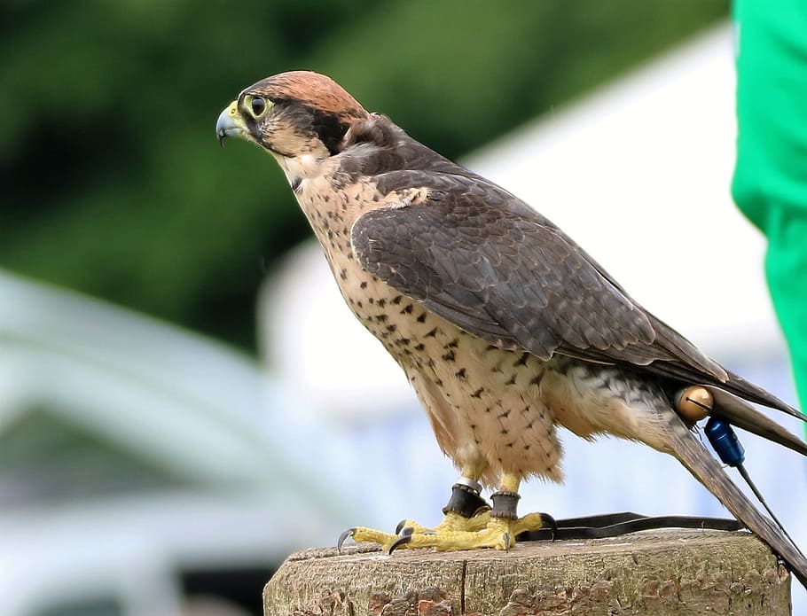 Lanner Falcon, Bird, predator, raptor, prey, feather, hawk HD wallpaper