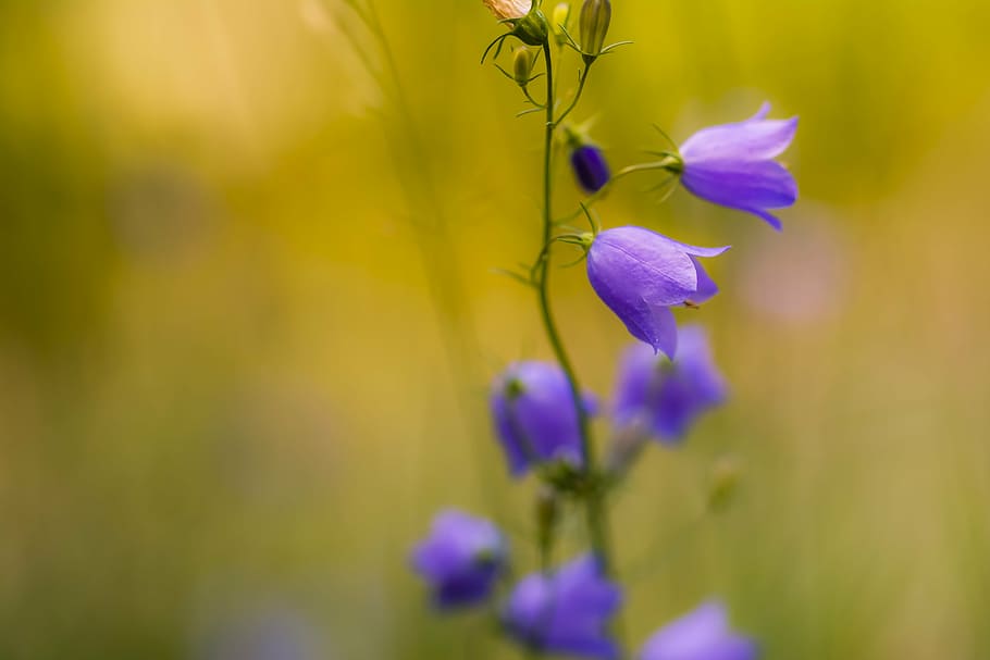flower, flowers, violet, blue, the nature of the, summer, bloom HD wallpaper