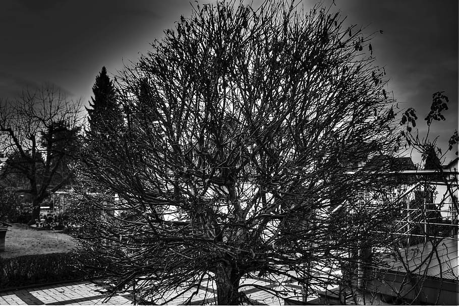 Nature, Winter, Tree, Wintry, Cold, winter cold, sky, snow HD wallpaper