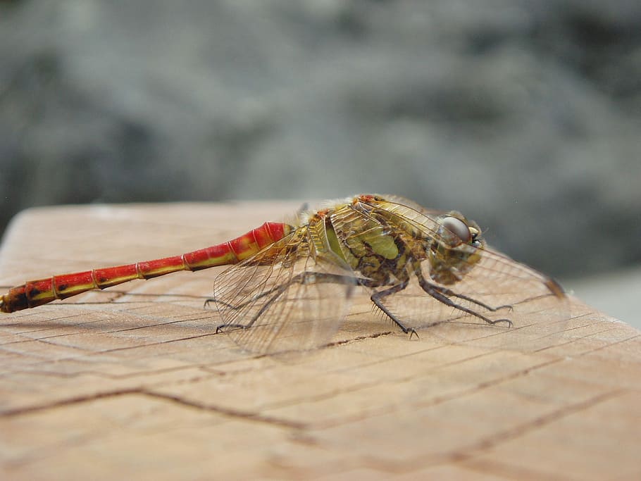 Dragonfly, Insects, Autumn, animal themes, one animal, animal wildlife HD wallpaper