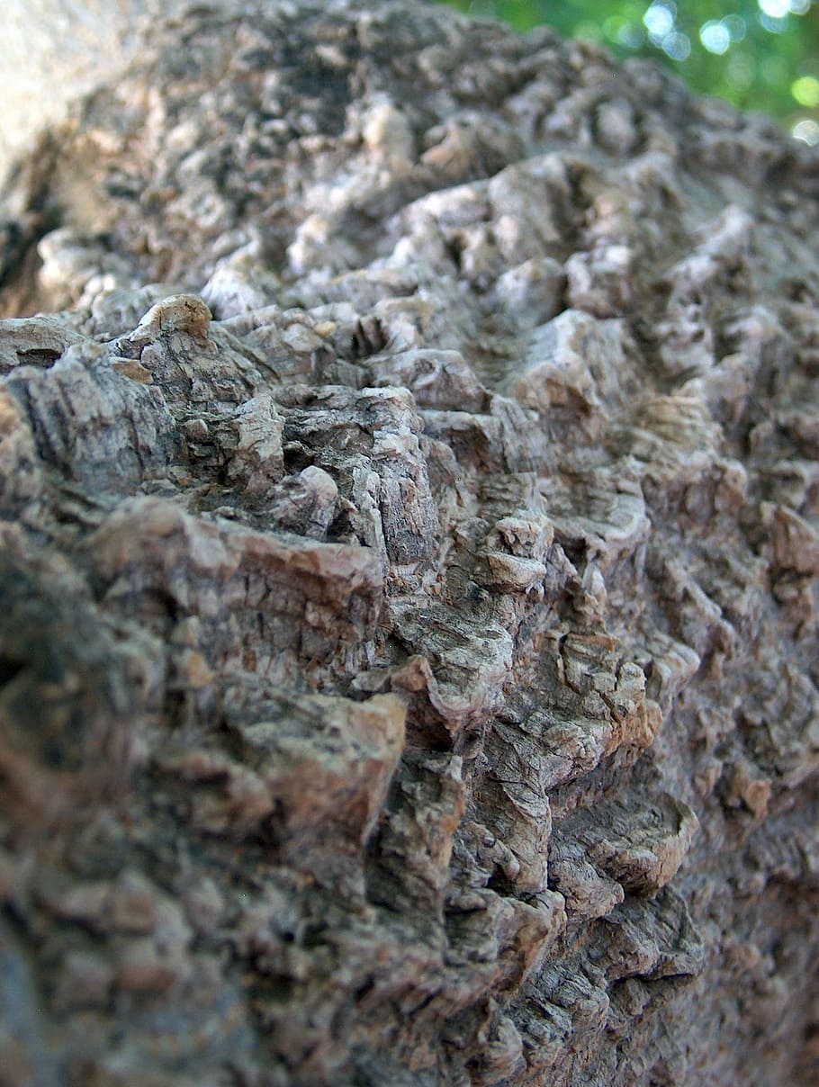 texture, background, wood, bark, textured, close-up, rough HD wallpaper
