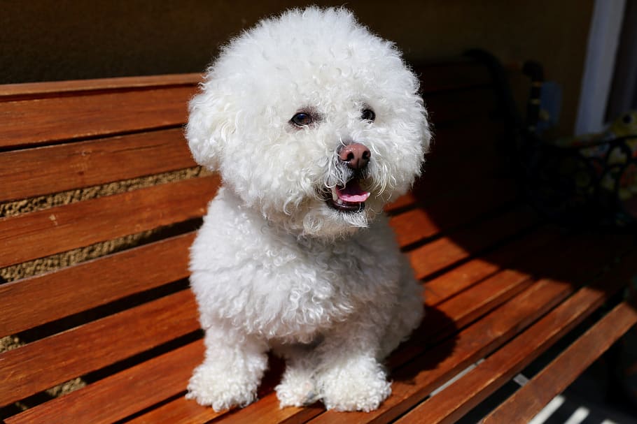 whit Poodle on wooden bench, dog, white, animal, mammal, cute