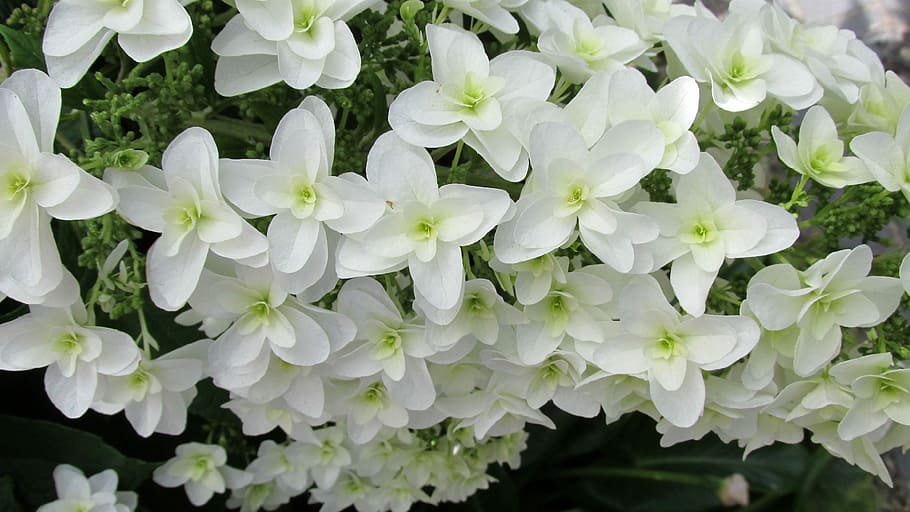 white, flower, summer, freshness, plant, flowering plant, beauty in nature HD wallpaper