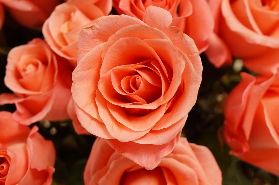 roses, background, beauty, plant, beauty in nature, rose - flower HD wallpaper