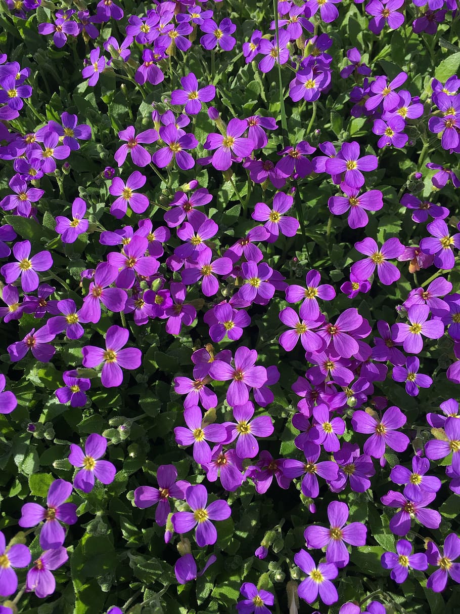 purple, flower, violet, spring, nature, purple flowers, garden HD wallpaper