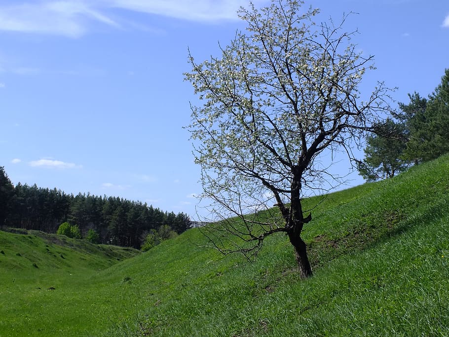 tree, nature, spring, landscape, trees, bloom, living nature HD wallpaper