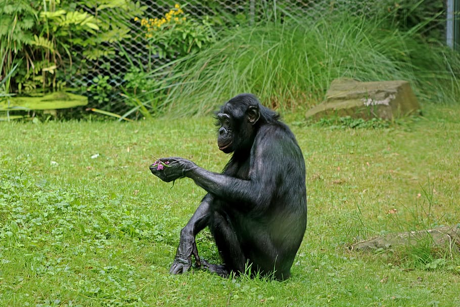 Bonobos, Ape, Primates, Animal, wildlife photography, zoo, chimpanzee, HD wallpaper