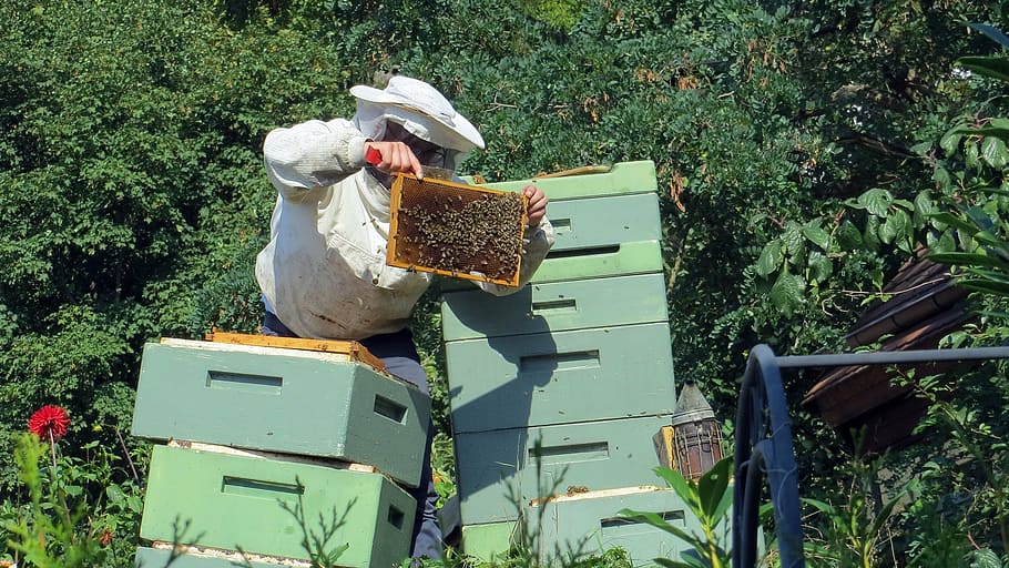 beekeeper, bees, insect, beehive, nature, honey, combs, honey Bee, HD wallpaper