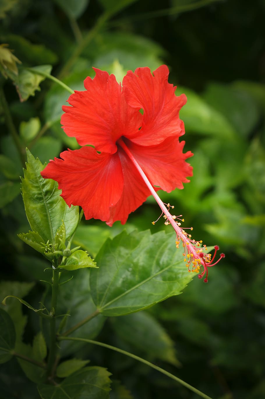 hibiscus, singapore, asia, nature, petal, flower, exotic, flora, HD wallpaper